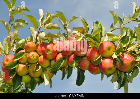 Apfel (Malus Domestica), Zweig mit reifen Äpfeln, Deutschland Stockfoto