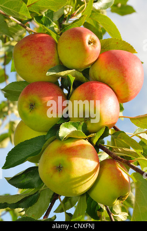 Apfel (Malus Domestica), Zweig mit reifen Äpfeln, Deutschland Stockfoto