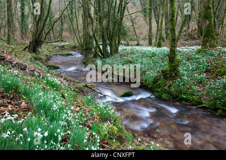 Schneeglöckchen (Galanthus) blühen im Norden Hawkwell Holz, sonst bekannt als Snowdrop Senke, Exmoor
