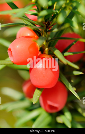 Eiben (Taxus Baccata), Samen mit Samenschale, Deutschland Stockfoto