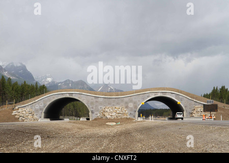 WILDLIFE ÜBERFAHRT, Banff National Park, Alberta, Kanada Stockfoto