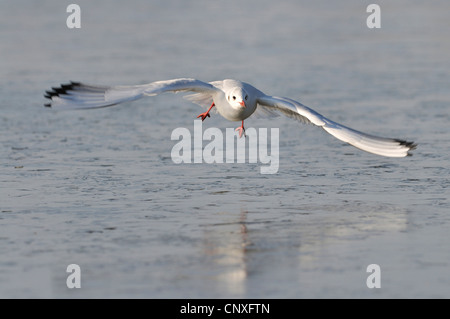 Lachmöwe (Larus Ridibundus), fliegen über einen gefrorenen See, Deutschland Stockfoto