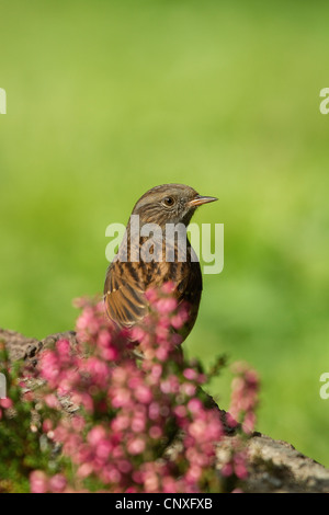 Heckenbraunelle (Prunella Modularis), sitzen auf einem Baumstamm hinter Heide, Deutschland Stockfoto