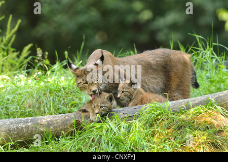 Eurasischer Luchs (Lynx Lynx), weibliche Nachkommen, Deutschland Stockfoto