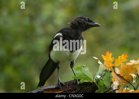 Schwarz-billed Elster (Pica Pica), Quietsche sitzt auf einem Ast, Deutschland Stockfoto