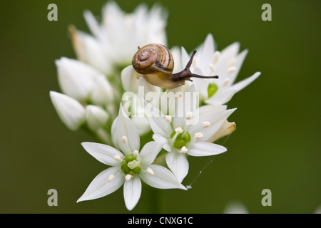 Obstgarten-Schnecke, Wäldchen Schnecke (Arianta Arbustorum), auf blühenden Bärlauch, Deutschland, Hessen, NSG Kühkopf-Knoblochsaue Stockfoto