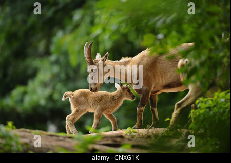 Alpensteinbock (Capra Ibex), Herde mit Nachwuchs in einem Wald, Deutschland, Bayern Stockfoto