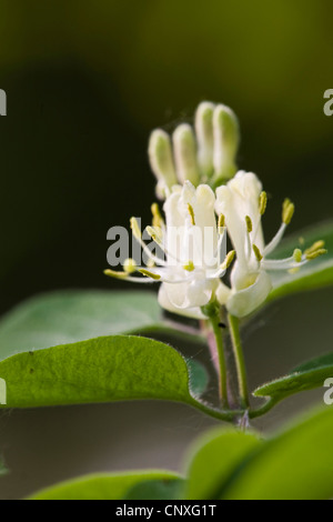 Europäische rote Heckenkirsche (Lonicera Xylosteum), blühen, Deutschland, Hessen, NSG Kühkopf-Knoblochsaue Stockfoto