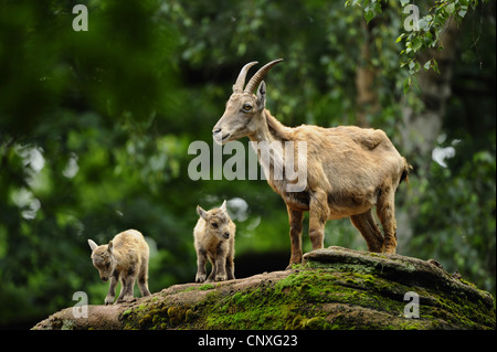 Alpensteinbock (Capra Ibex), Erwachsene stehen in einem Wald mit Nachwuchs auf einem toten Baumstamm, Deutschland, Bayern Stockfoto