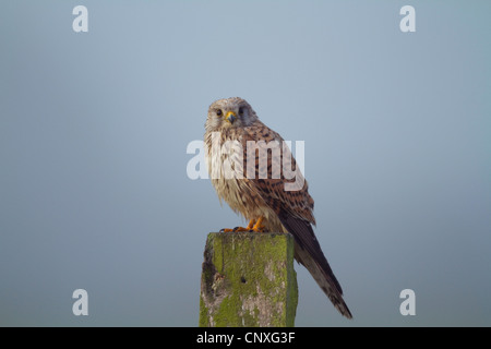 Turmfalken (Falco Tinnunculus), sitzt auf einem hölzernen Pfosten im Morgennebel, Deutschland Stockfoto