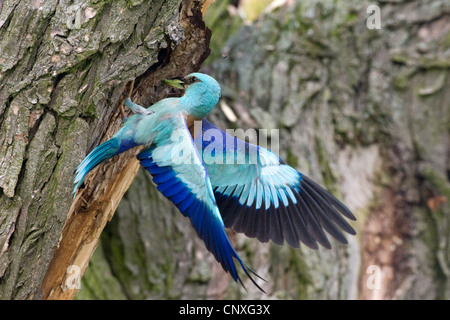 Blauracke (Coracias Garrulus), Landung in seinem Nest Loch in einer alten Weide, Polen, Lomza-Narew, Nowogrod Stockfoto