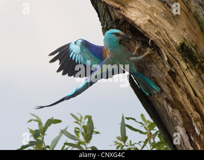 Blauracke (Coracias Garrulus), Landung in seinem Nest Loch in einer alten Weide, Polen, Lomza-Narew, Nowogrod Stockfoto