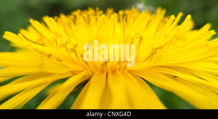 gemeinsamen Löwenzahn (Taraxacum Officinale), Blütenstand mit Narben, Deutschland, Baden-Württemberg Stockfoto