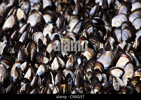 Muscheln, die auf einem Felsen an der kornischen Küste wächst Stockfoto