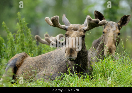 Elch, Europäischen Elch (Alces Alces Alces), männlich und weiblich im Grass liegen Stockfoto