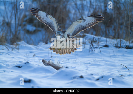 Eurasische Mäusebussard (Buteo Buteo), Landung auf Beute im Schnee, Deutschland Stockfoto