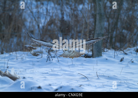 Eurasische Mäusebussard (Buteo Buteo), Landung auf Beute im Schnee, Deutschland Stockfoto