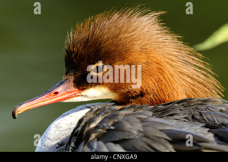 Gänsesäger (Mergus Prototyp), Weiblich, Deutschland, Bayern Stockfoto