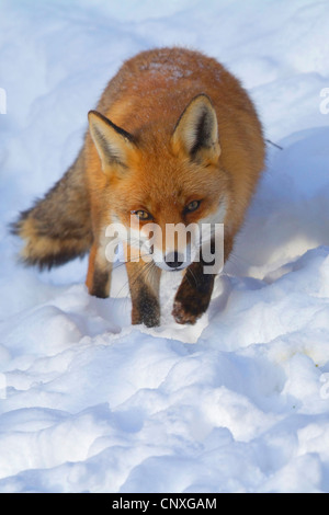 Rotfuchs (Vulpes Vulpes), im Schnee, Deutschland Stockfoto