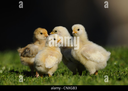 Hausgeflügel (Gallus Gallus F. Domestica), Küken auf einer Wiese, Deutschland Stockfoto