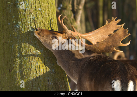 Damhirsch (Dama Dama, Cervus Dama), reiben an Baumstamm, Deutschland Stockfoto