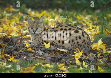 Serval (Leptailurus Serval, Felis Serval), liegend auf dem Boden Stockfoto