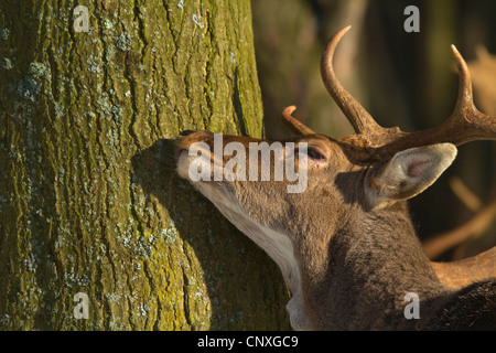 Damhirsch (Dama Dama, Cervus Dama), reiben an Baumstamm, Deutschland Stockfoto