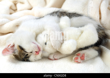 Hauskatze, Hauskatze (Felis Silvestris F. Catus), schlafen Kätzchen mit Teddybär in seine Arme Stockfoto