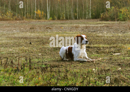 Bretagne (Canis Lupus F. Familiaris), liegend wachsam auf einer Wiese, Deutschland Stockfoto