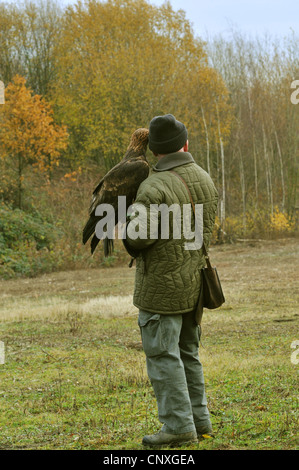 Steinadler (Aquila Chrysaetos), auf dem Arm der Falkner, Deutschland Stockfoto