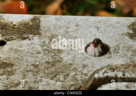 inländische Polecat, inländische Frettchen (Mustela Putorius F. Furo), die Nase zu stecken, aus einer Box, Deutschland Stockfoto