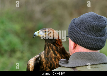 Steinadler (Aquila Chrysaetos), auf dem Arm der Falkner, Deutschland Stockfoto