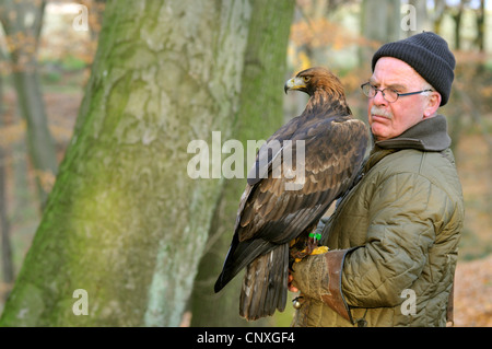 Steinadler (Aquila Chrysaetos), auf dem Arm der Falkner, Deutschland Stockfoto