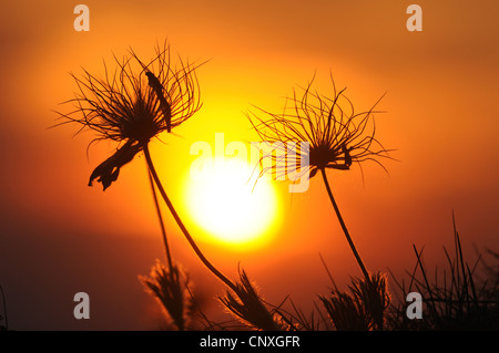 Kuhschelle (Pulsatilla Vulgaris), Fruting in das Abendrot, Deutschland, Bayern, Oberpfalz Stockfoto