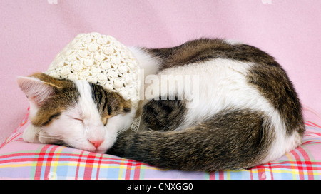 Hauskatze, Hauskatze (Felis Silvestris F. Catus), schlafen mit gehäkelte Mütze auf Sitzkissen Stockfoto