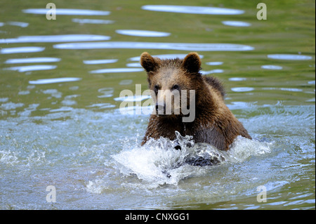 Europäischer Braunbär (Ursus Arctos Arctos), juvenile läuft durch das seichte Wasser, Deutschland, Bayern, Nationalpark Bayerischer Wald Stockfoto