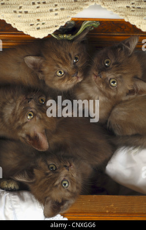 Britisch Kurzhaar (Felis Silvestris F. Catus), vier Kätzchen in der Schublade liegen Stockfoto