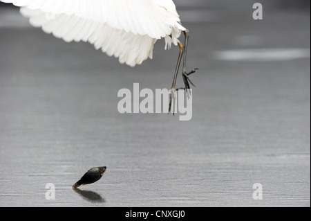 Silberreiher, Silberreiher (Egretta Alba, Casmerodius Albus, Ardea Alba), ermöglicht einen gefangenen Fisch auf einer Eisdecke von einem zugefrorenen See, Ungarn fallen Stockfoto