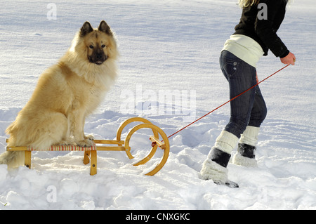 Eurasien (Canis Lupus F. Familiaris), Frau ziehen Schlitten mit einem Hund Stockfoto