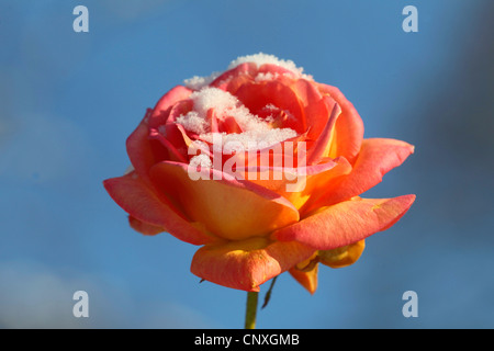 dekorative Rose (Rosa spec.), rosa Orange mit Schnee gegen blauen Himmel Stockfoto