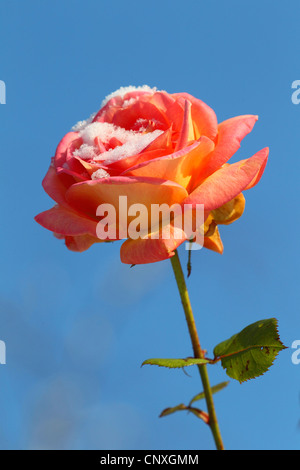 dekorative Rose (Rosa spec.), rosa Orange mit Schnee Stockfoto