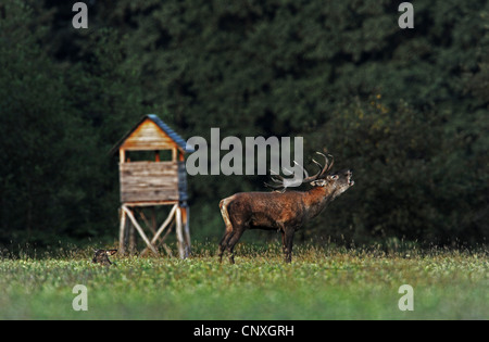 Rothirsch (Cervus Elaphus), Hirsch stehend auf einer Wiese, die brüllt in der Nähe von einem erhöhten verstecken an einem Waldrand, Ungarn Stockfoto