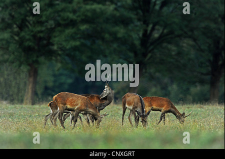 Rothirsch (Cervus Elaphus), Gruppe der juvenilen Männchen grasen auf einer Wiese, Ungarn Stockfoto