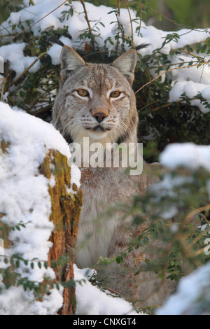 Eurasischer Luchs (Lynx Lynx), sitzen im tief verschneiten Dickicht Stockfoto
