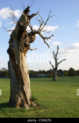 Tote Bäume Broomfield Park, London Stockfoto