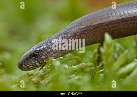 Europäische Blindschleiche Blindworm, Blindschleiche (geschiedenen Fragilis), Weibchen kriechen durch Moos, Deutschland, Sachsen, Oberlausitz Stockfoto