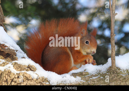 Europäische Eichhörnchen, eurasische rote Eichhörnchen (Sciurus Vulgaris), sitzt auf einem Ast mit einer eine Eichel in die Pfoten, Deutschland Stockfoto