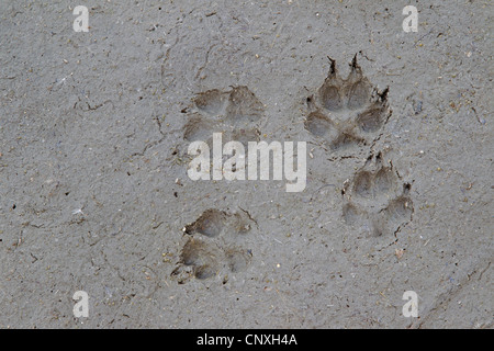 Rotfuchs (Vulpes Vulpes), Fußspuren im Schlamm, Deutschland, Sachsen, Oberlausitz Stockfoto