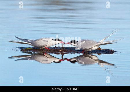 Küstenseeschwalbe (Sterna Paradisaea), kämpfen um einen Fisch, Norwegen, Troms, Tromsoe Stockfoto