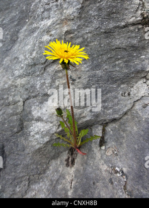 gemeinsamen Löwenzahn (Taraxacum Officinale), blühen in einen Felsspalt, Norwegen Troms Stockfoto